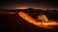 Tree in the Namibian dunes at the sunset