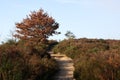 Tree in National Park Royalty Free Stock Photo