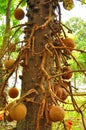 Tree with natural decorative balls Royalty Free Stock Photo