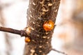 Tree natural resin close-up macro photo Royalty Free Stock Photo