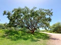 Tree in natural senery Royalty Free Stock Photo