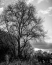 Tree, Nature, Branches, park, clouds, BlackandWhite, Monochrome