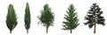 Cypress Cupressus and Pine Pinoideae trees collection isolated on white background. Royalty Free Stock Photo