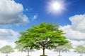 Tree nature landscape against blue sunny summer sky