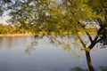 Tree near bhopal lake during sunset