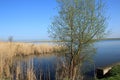 Tree near grassy coast of lake Royalty Free Stock Photo