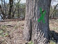 Tree Marked With An X For Removal