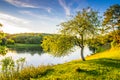 Tree near river, scenic nature landscape