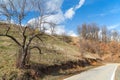 Tree near the road in the countryside Royalty Free Stock Photo