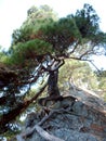 Tree near The rock Sail on the black sea coast Royalty Free Stock Photo