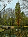 Tree near waterside with bridge in park