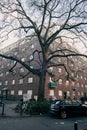 The majestic tree in quadrat Royalty Free Stock Photo