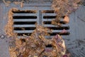 Tree needles clogging a street drain