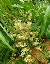 Aromatic neem tree It is dense white flowers and dense green leaves