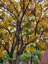 A tree with new amber coloured leaves in spring season