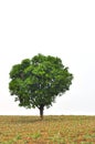 Tree with new leaf growth in early spring Royalty Free Stock Photo