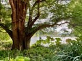 Tree next to the lake at Kew