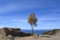 Tree next to old small stone hut with thatched roof on Isla del Sol in Lake Titicaca, Bolivia.