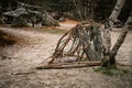 Tree next to a pile of twigs in the Trois Pignons Forest of Fontainebleau, France