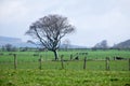 A tree next to some standing stones Royalty Free Stock Photo