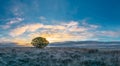 Tree with a nice dawn in the background with a striking sky and a slightly icy terrain due to the temperature