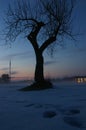 Tree at night