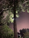 A tree at night with a light behind it in the hotel garden Royalty Free Stock Photo
