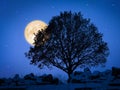 a tree at night with pale moon Royalty Free Stock Photo