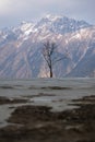 tree with no leafs in an open field in front of a huge himalayan mountain