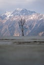 tree with no leafs in an open field in front of a huge himalayan mountain