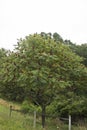 North Amercian Staghorn Sumac