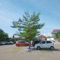 unshady tree in the parking lot Royalty Free Stock Photo