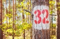 A tree with the number thirty two painted on it, selective focus Royalty Free Stock Photo