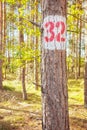 A tree with the number thirty two painted on it, selective focus Royalty Free Stock Photo