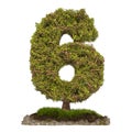 Tree Number 6. Tree in shaped of number 6, 3D rendering Royalty Free Stock Photo