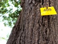 Tree numbering tag on stem of a tree