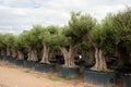 Tree nursery