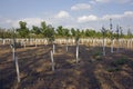 Tree Nursery