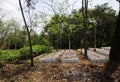 In a tree nursery or arboriculture Royalty Free Stock Photo