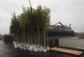 In a tree nursery or arboriculture