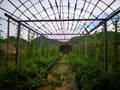 A tree nursery that has recently been built into a bamboo structure tunnel. With beams and walkways made of cement. Selective Royalty Free Stock Photo