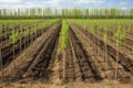 tree nursery with rows of young trees ready for planting