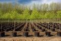 tree nursery with young trees being nurtured for future planting