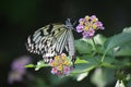 Pink and Yellow Pastel flowers with Tree Nymph Butterflies Royalty Free Stock Photo