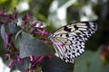 Tree Nymph butterfly Royalty Free Stock Photo