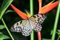 Tree Nymph butterfly at the butterfly buffet.