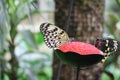 Tree Nymph Butterfly on feeder with Queen Alexandra's Birdwing Butterfly Royalty Free Stock Photo