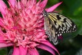 Tree nymph butterfly at his table in the gardens.