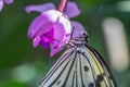 A Tree Nymph Butterfly holding onto a flower