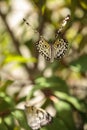 Tree nymph butterfly Idea malabarica
